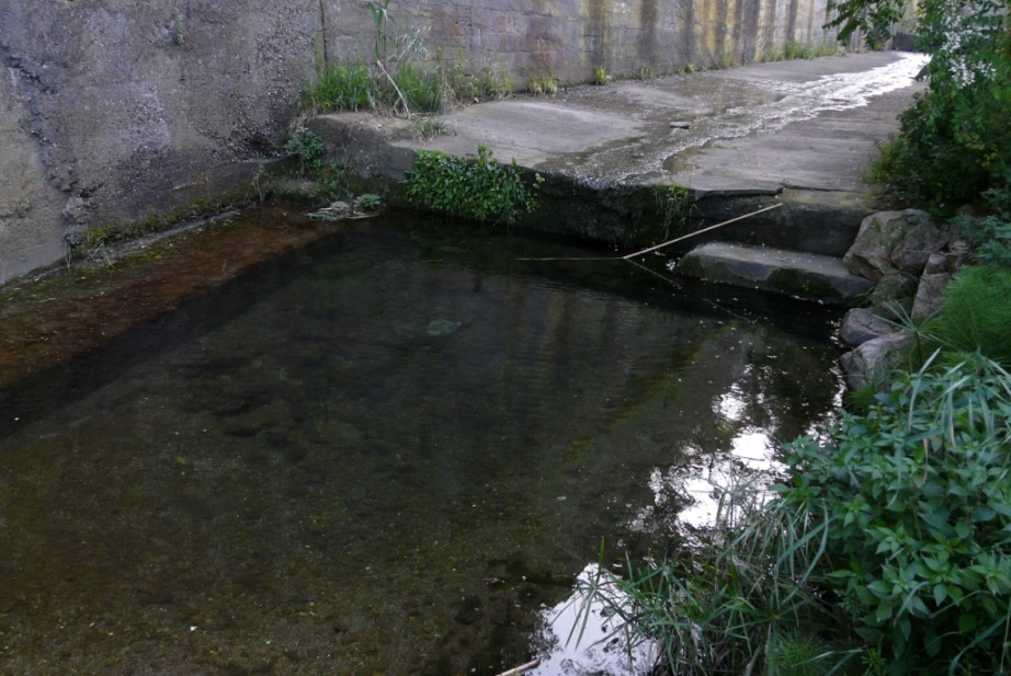 Rio Salivoli (Piombino) - rospi smeraldini in citt!